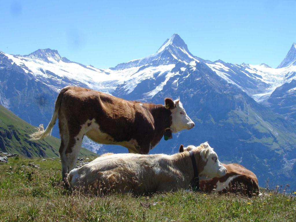 Beim See Grindelwald Kültér fotó
